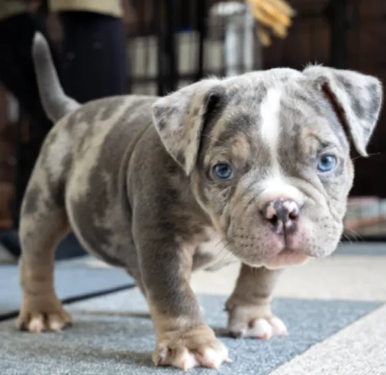 ブルーリボンわんちゃんイメージ01