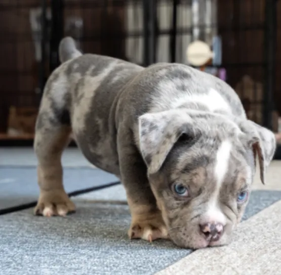 ブルーリボンわんちゃんイメージ02