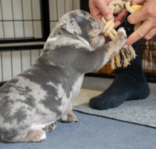 ブルーリボンわんちゃんイメージ03