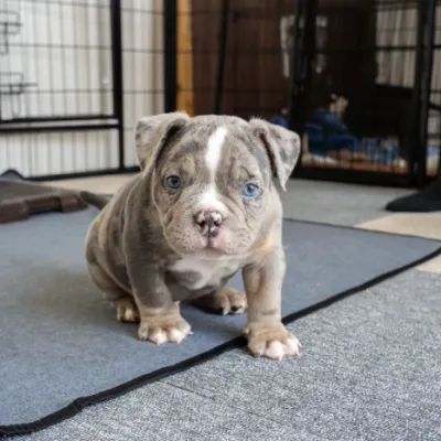 ブルーリボンわんちゃんイメージ04