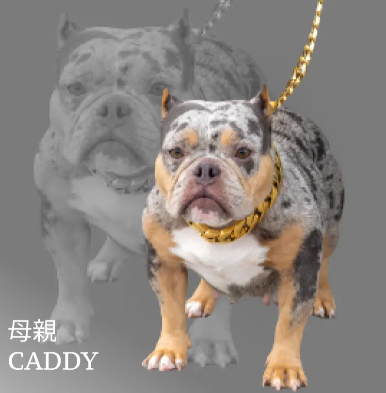 キャンディー画像