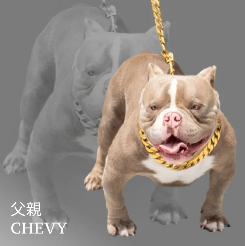 キャンディー画像