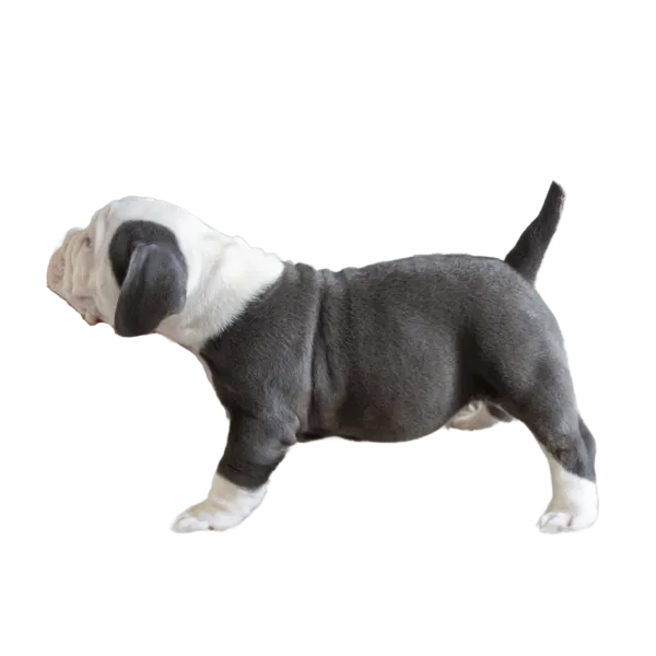 子犬イメージ５