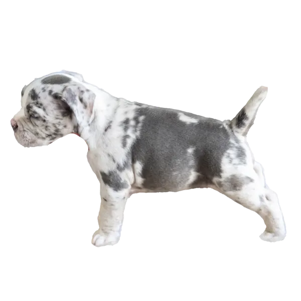 子犬イメージ１