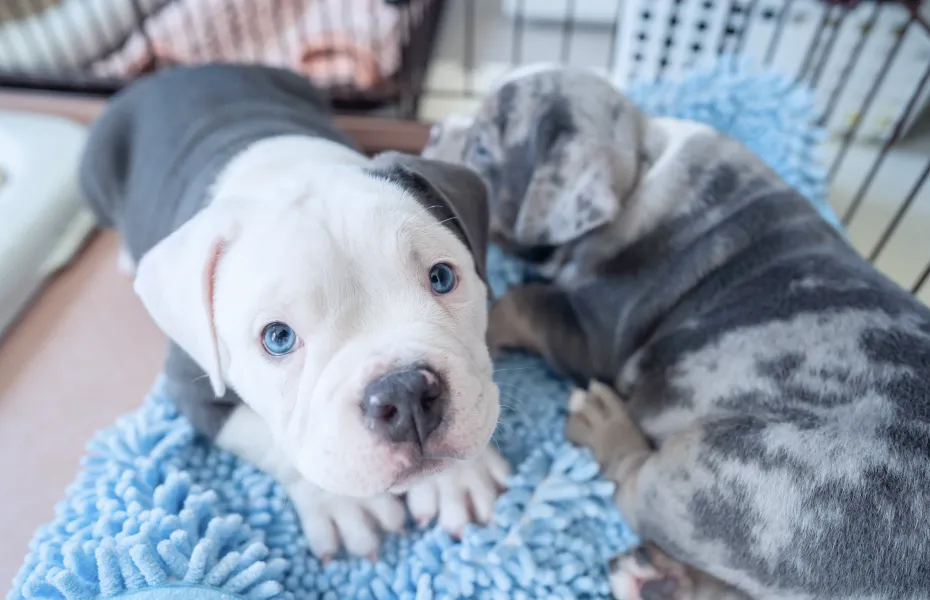 flowイメージ手順１