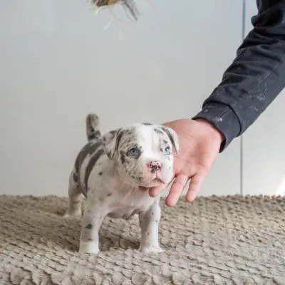 オレンジわんちゃんイメージ１