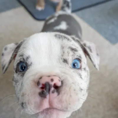 オレンジわんちゃんイメージ2