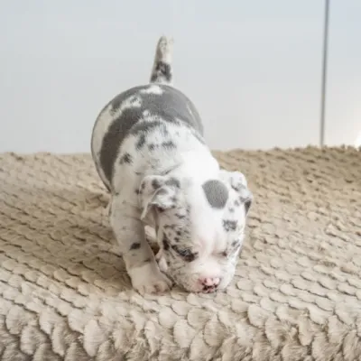 オレンジわんちゃんイメージ3