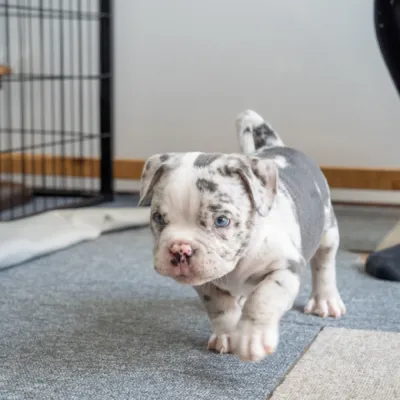 オレンジわんちゃんイメージ4