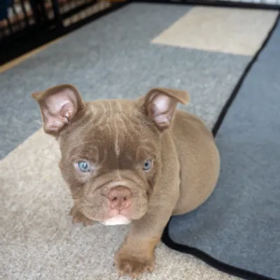 ピンクリボンわんちゃんイメージ01