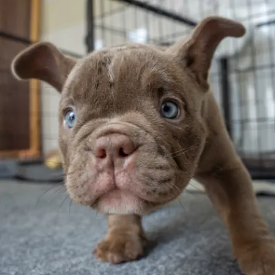 ピンクリボンわんちゃんイメージ02