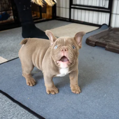 ピンクリボンわんちゃんイメージ03