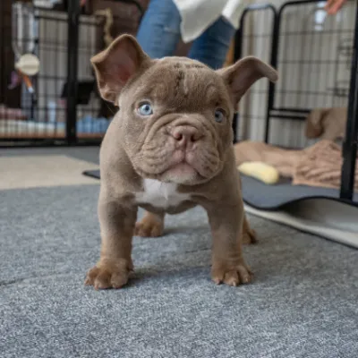 ピンクリボンわんちゃんイメージ04