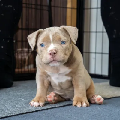 パープルリボンわんちゃんイメージ01