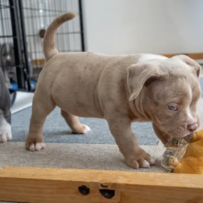 パープルリボンわんちゃんイメージ02