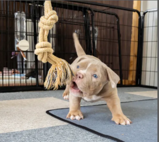 パープルリボンわんちゃんイメージ04