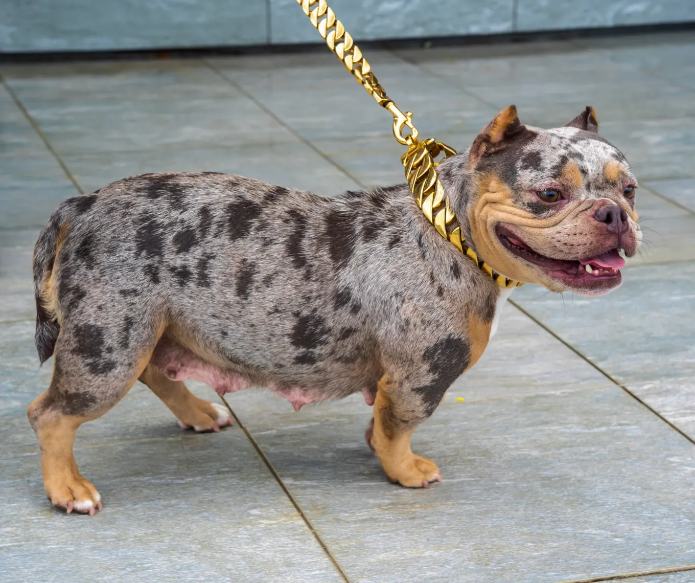 金の首輪がついているdog