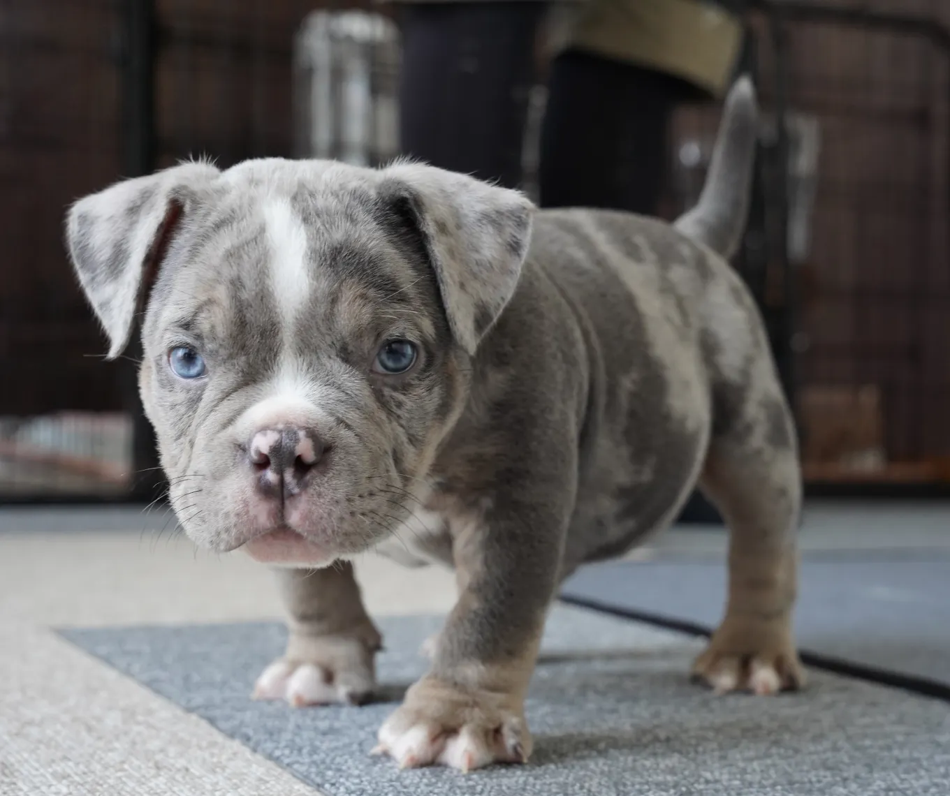 こちらを向いている子犬