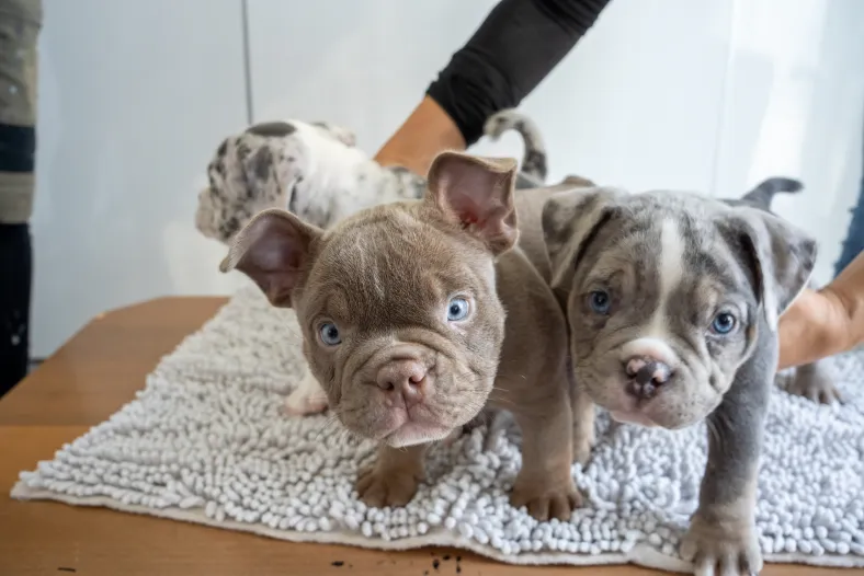 数匹の子犬がこちらを向いている