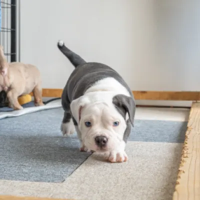 イエローリボンわんちゃんイメージ01