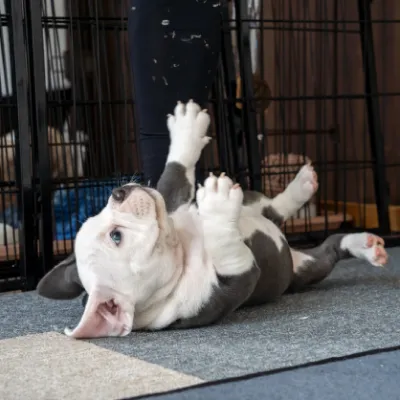 イエローリボンわんちゃんイメージ02