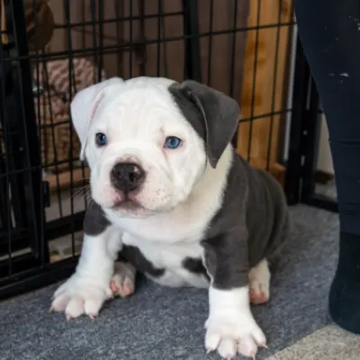 イエローリボンわんちゃんイメージ03