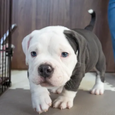 イエローリボンわんちゃんイメージ04